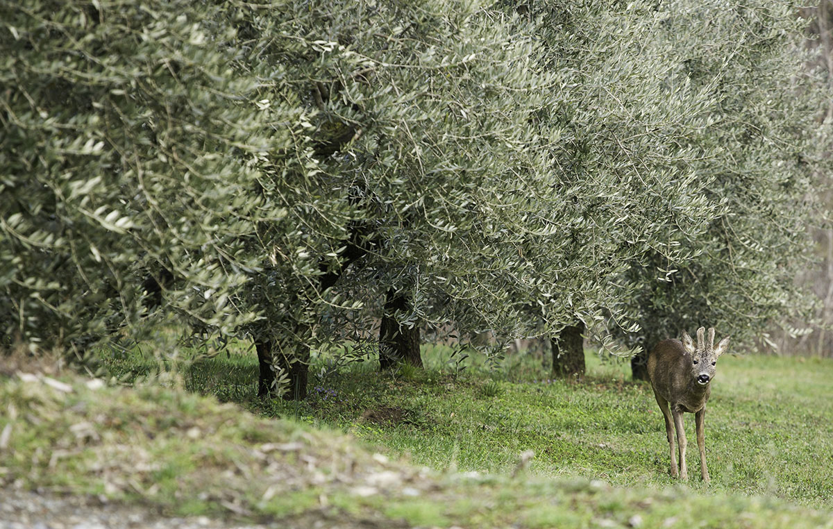 Giuliano Bosio, Vino e Olio in Valsusa